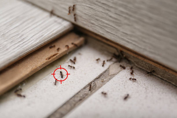 Best Ant Control Services  in West Haven, CT
