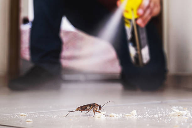 Best Termite Control Services  in West Haven, CT